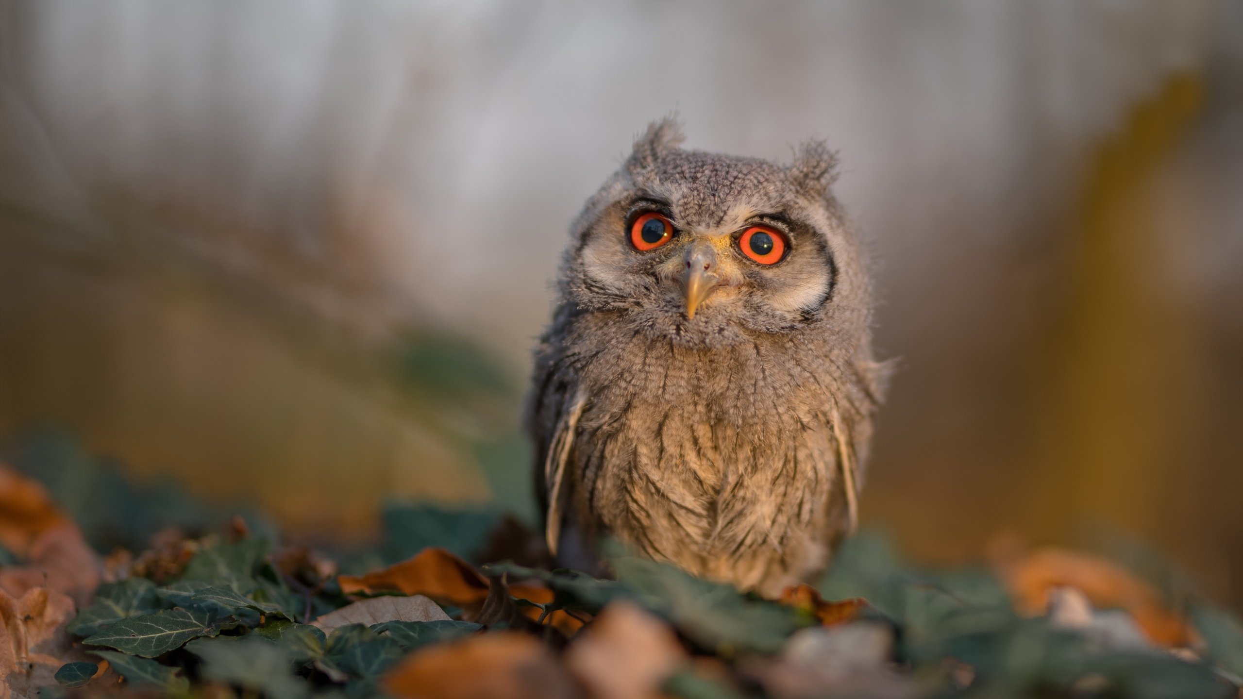 开云体育官方app-“英超大战一触即发,胜局之变引发广泛关注”,英超比赛集锦