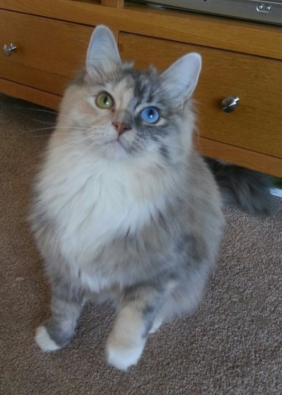 开云投注-《Dota 2韩国联赛,SKT战队荣膺年度冠军》,dota2韩国联赛kdl