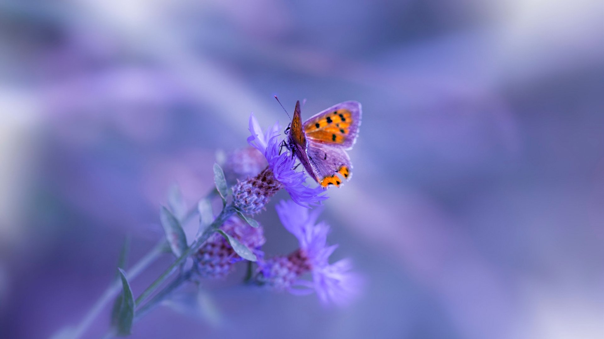 开云体育保障-CBA球队推动数据主导的技战术调整,cba数据软件