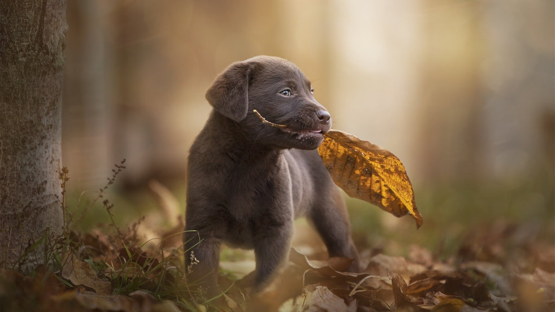 开云体育官网-中超联赛中国女足晋级 球迷支持球队努力，中超女足联赛2021